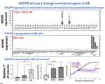  The adrenergic-specific long non-coding RNA NESPR controls survival of neuroblastoma cells