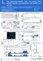 The adrenergic-specific lncRNA NESPR regulates neuroblastoma cell viability and survival