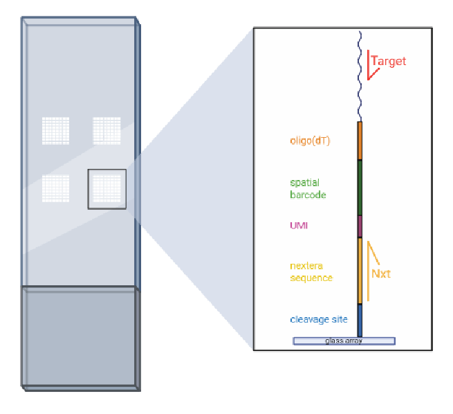Figure 6: Targeted spatial gene expression analysis via transcript-specific primers