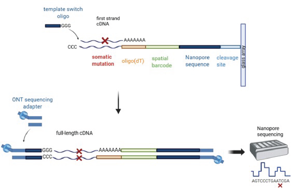 Figure 7: Long-read sequencing library preparation workflow