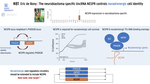 The neuroblastoma specific lincRNA NESPR controls noradrenergic cell identity