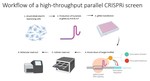 Implementing a high-throughput parallel CRISPRi screening platform to identify functional lncRNAs 